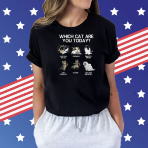 Which Cat Are You Today Golden Cromch Smooth Brain Tiny Criminal Chonk Violent Impulses Shirt